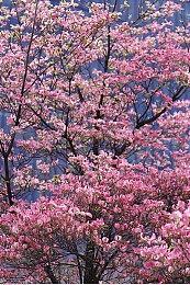 沙盒基建加即时战略玩法 《方块战略》现已在Steam平台推出试玩Demo